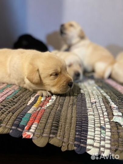 Щенки лабрадора