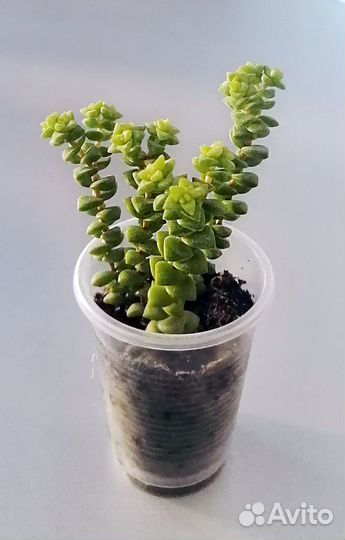 Крассула Tom Thumb. Суккулент
