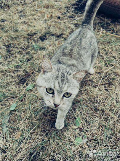 Кошки в добрые руки