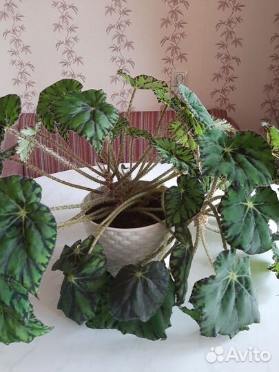 Бегония тигровая