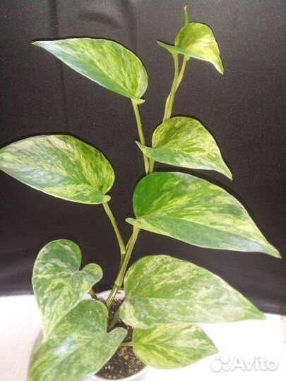 Филодендрон эпипремнум сциндапсус (часть 4)