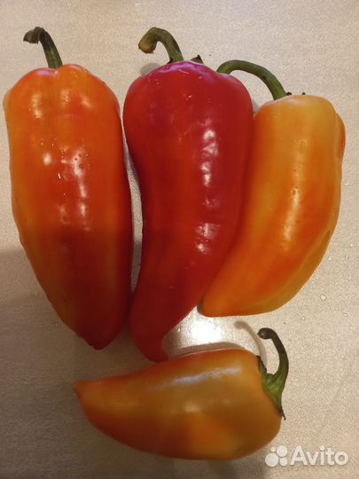 Рассада овощей