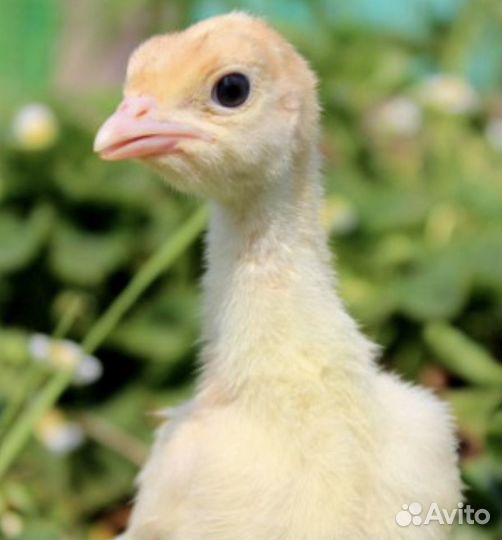 Индюшата Грейд Мейкер