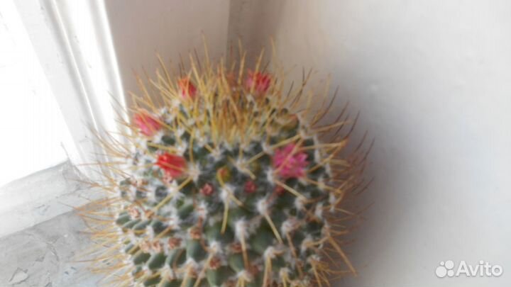 Молочай трехгранный