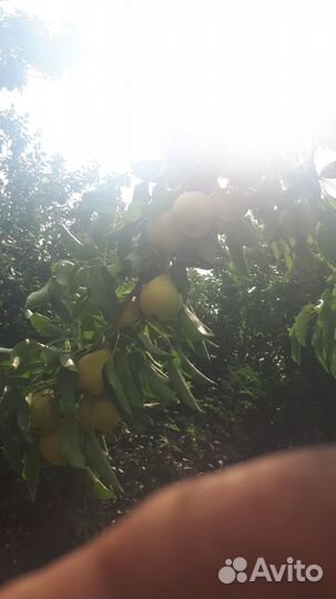 Груша ранняя