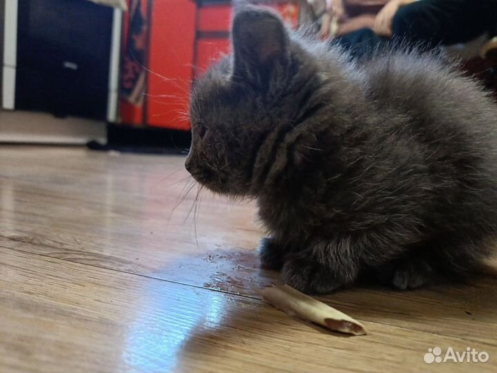 Котята в дар