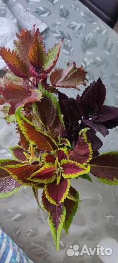 Колеусы 3 в 1(не черенки)