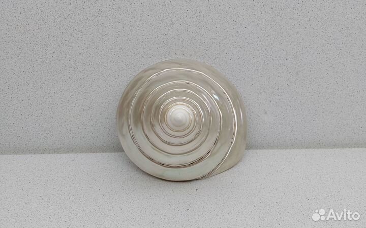 Нилотикус 11*11,7 морская ракушка раковина