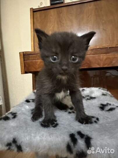 Котята в добрые руки даром