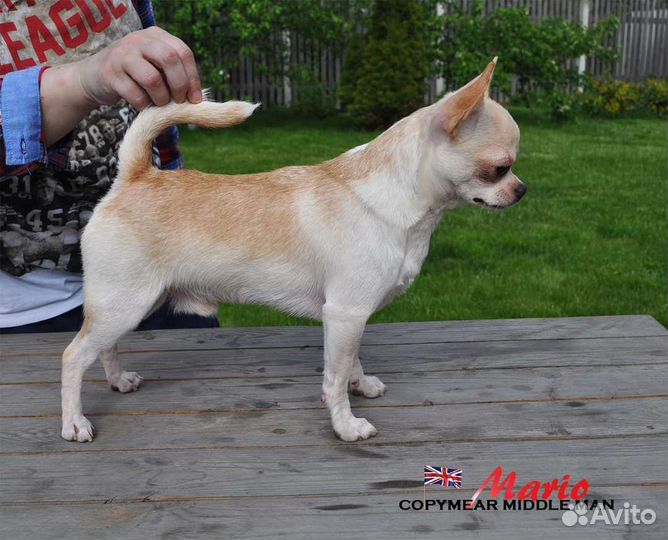 Чихуахуа кобель для вязки. Англия