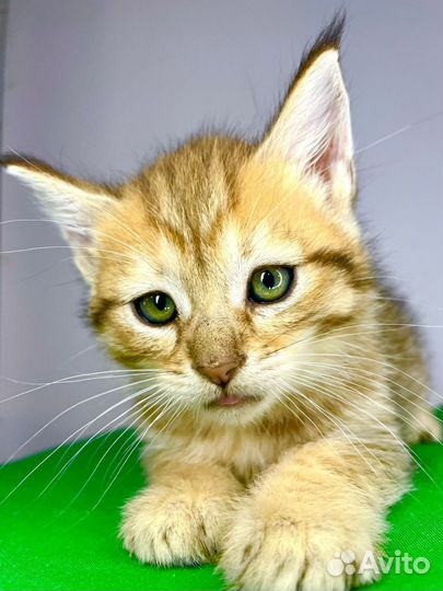 Пиксибоб, котята-рысята