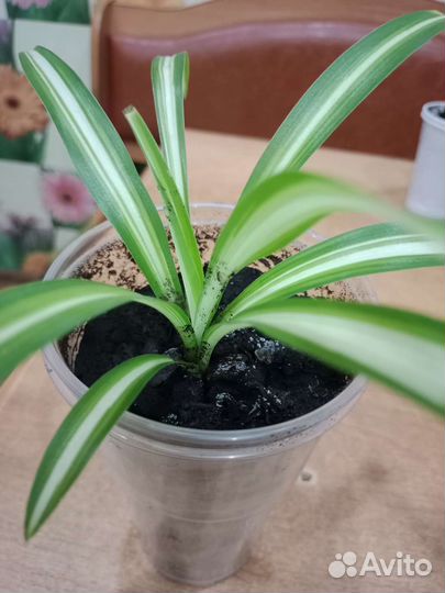 Хлорофитум