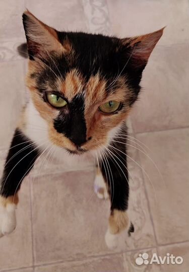 Трехцветная кошечка ищет дом