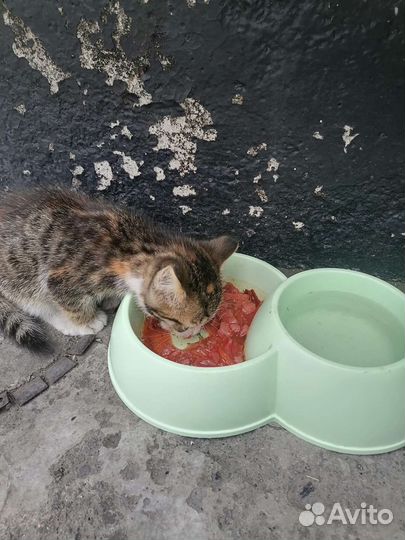 Кошка бесплатно