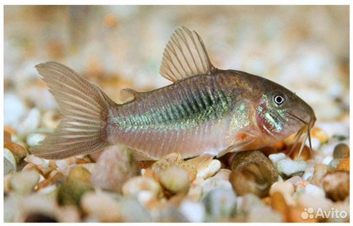 Коридорас золотистый