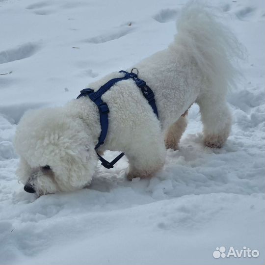 Бишон фризе