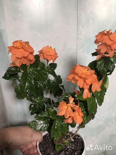 Кроссандра, свинчатка красная