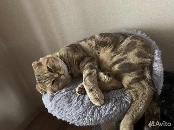 Шотландская