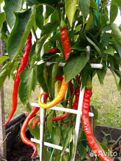 Семена сладкого перца «Турецкая змея»