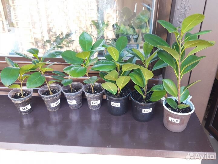 Фикус Мокламе комнатное домашнее растение