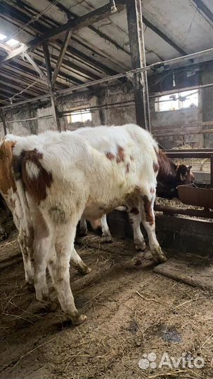 Быки и телки