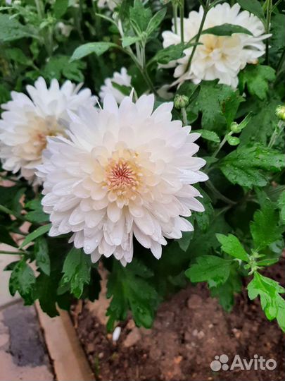 Хризантема кустовая