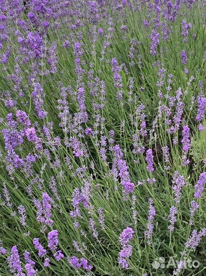 Букет лаванды