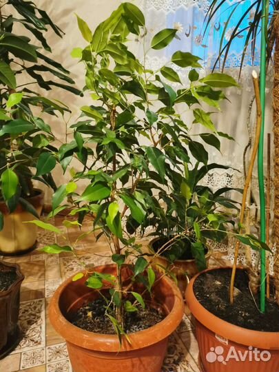 Фикус бенджамина