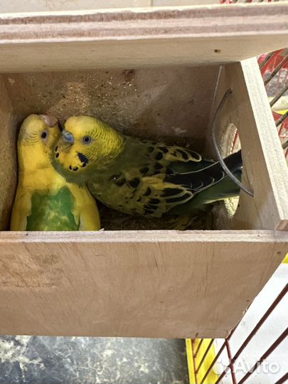 Волнистые попугаи - пара
