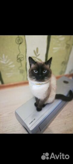 Тайский кот вязка