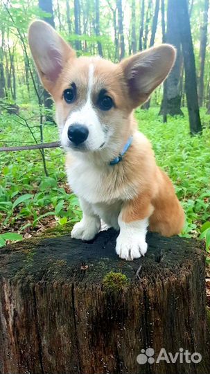 Щенки корги