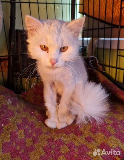 Британка длинношерстная Ласка бесплатно