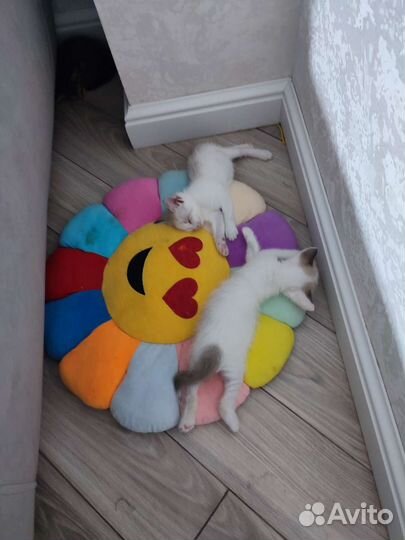 Кошки в добрые руки бесплатно