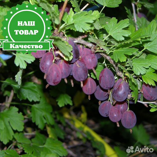 Саженцы крыжовник без шипов Грушенька