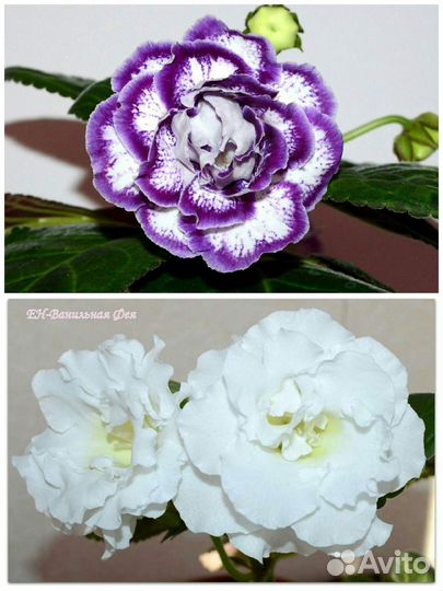 Глоксинии (семена)