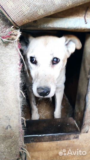 Соль умирает