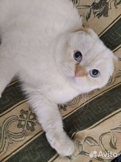 Шотландский кот вязка