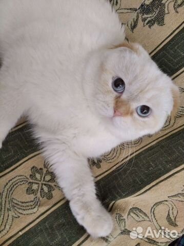 Шотландский кот вязка