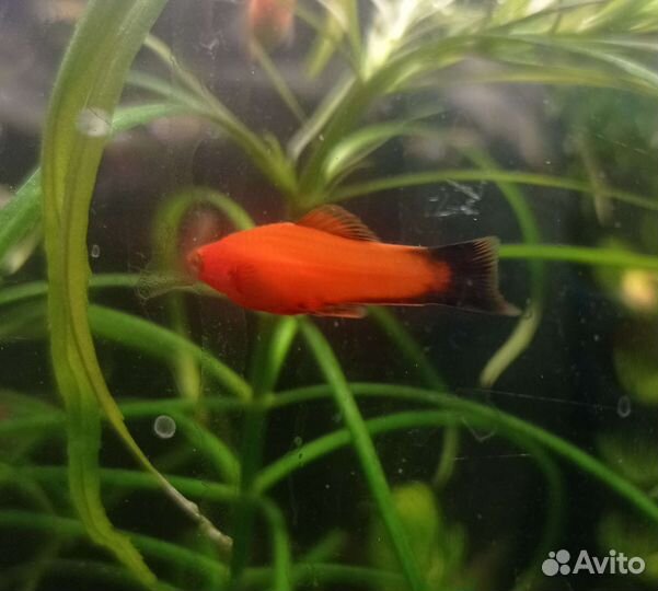Аквариумные рыбки