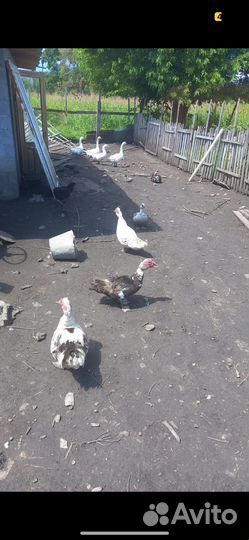 Индоутки, гуси