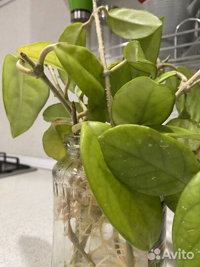 Хойя мясистая