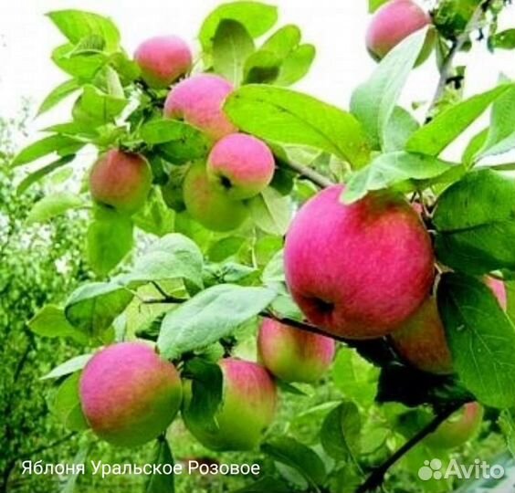 Саженцы плодовых деревьев и декоративных растений