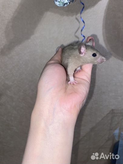 Крысята дамбо