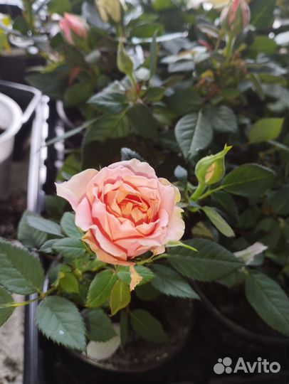 Бордюрные розы зкс