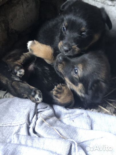 Щенок в добрые руки