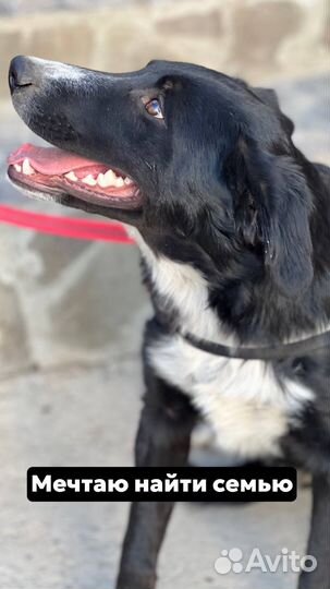 Собака мальчик даром