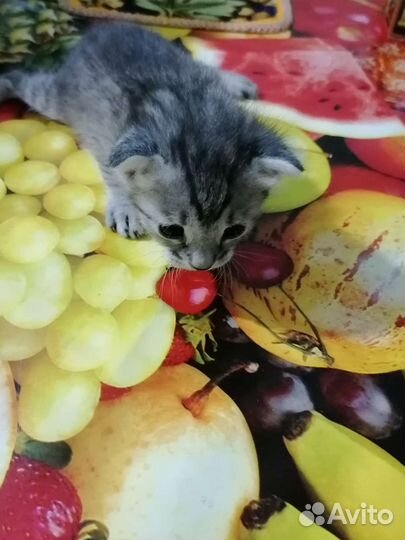 Котята ангорята