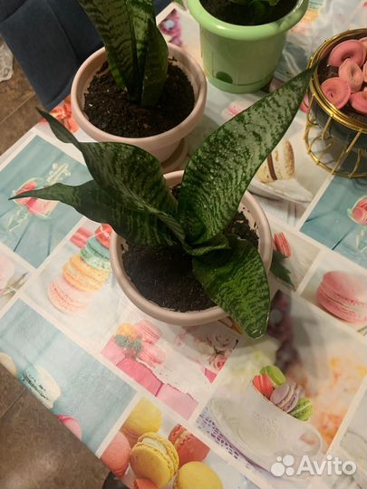 Сансевиерия