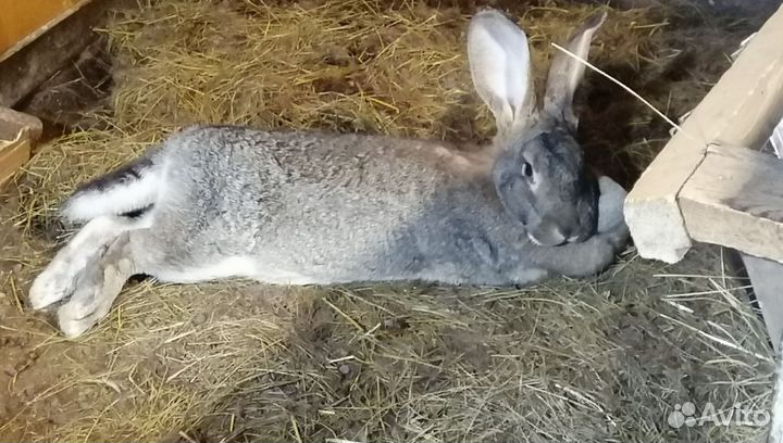 Кролики бельгийский великан (Фландр)