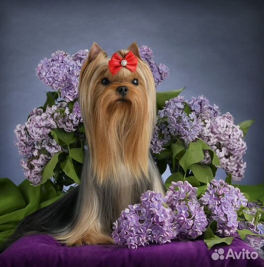 Мини йорк для вязки, беби фейс